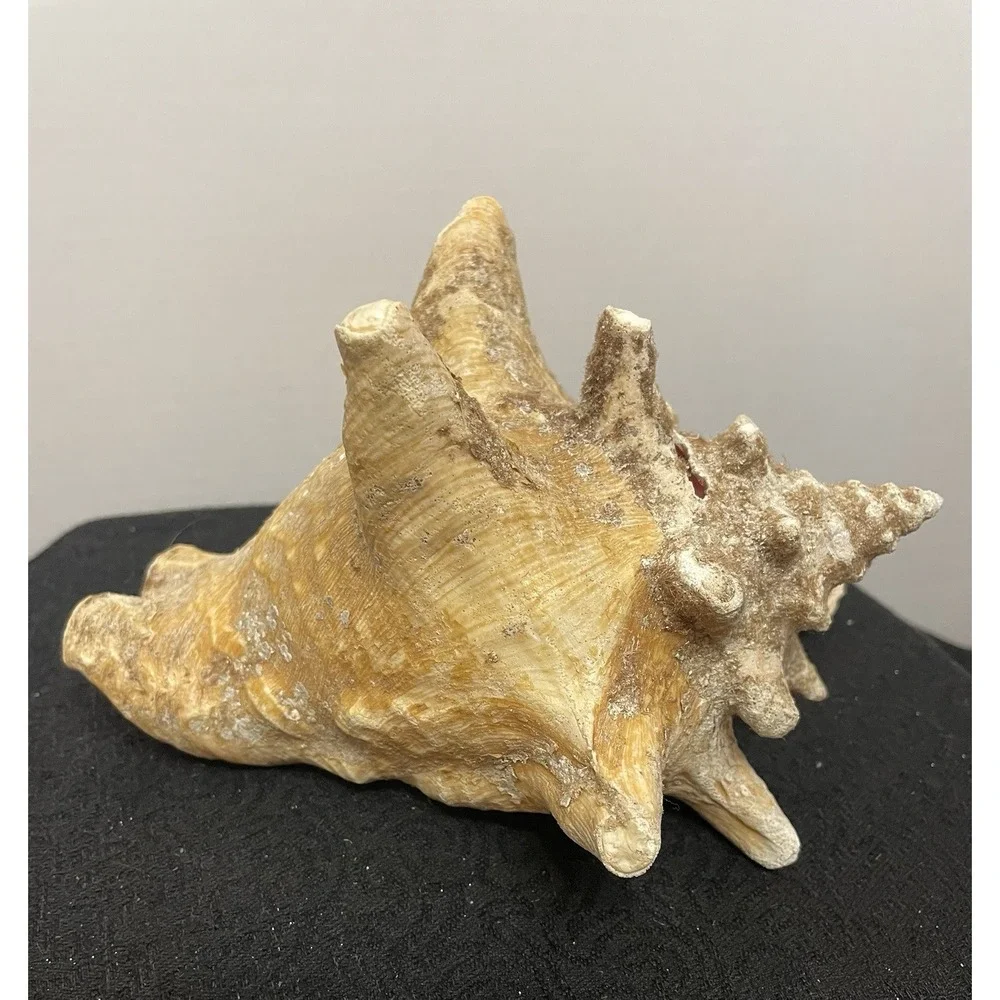 Vintage Natural Large Pink Queen Conch Sea Shell Nautical Ocean Beach Home Decor